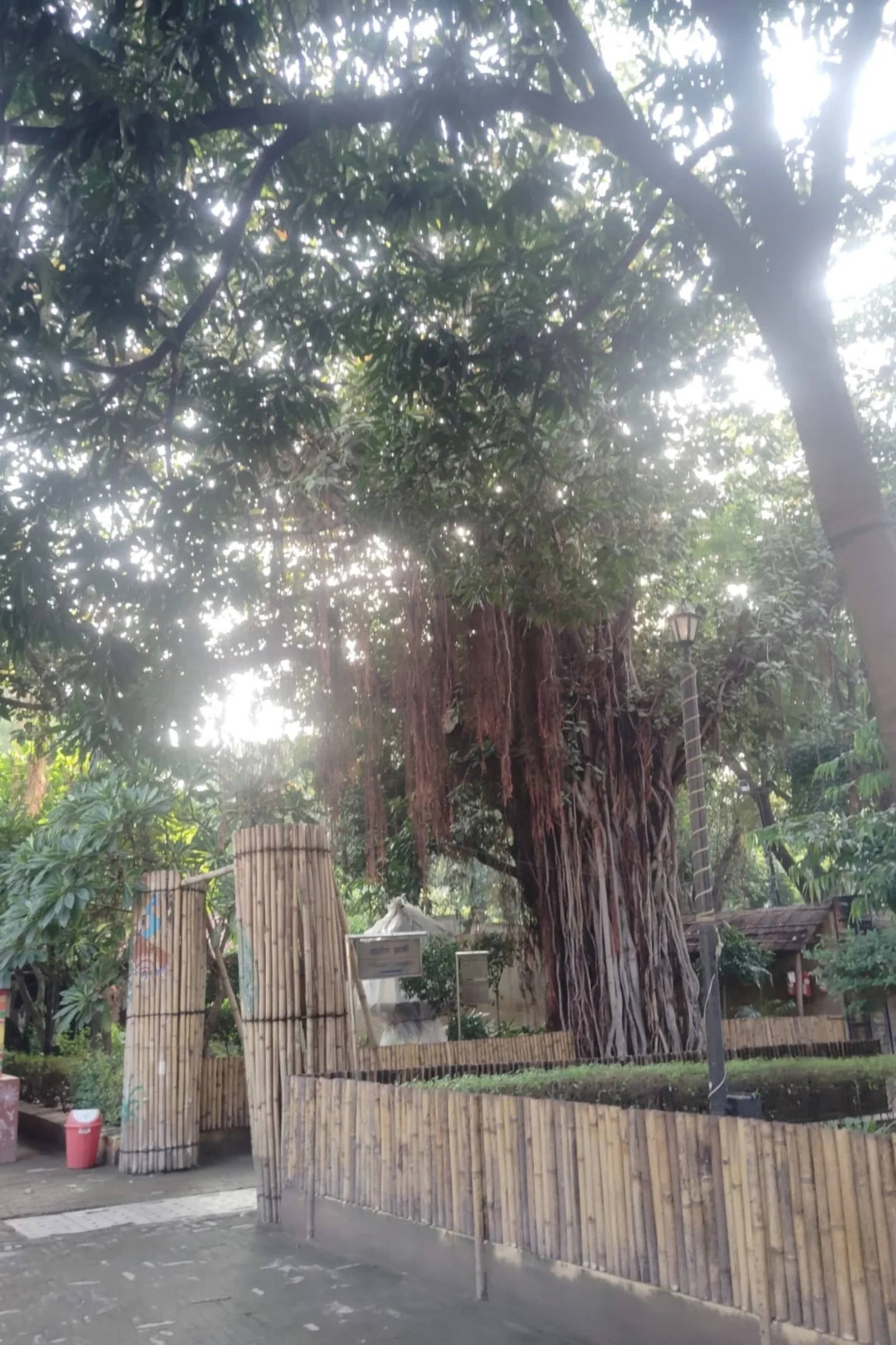The Banyan Tree