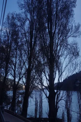 Nainital Lake Through the Trees