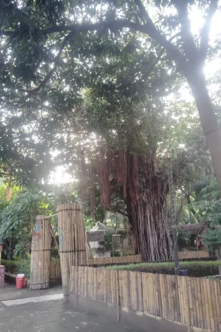 The Banyan Tree