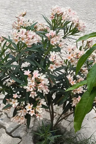 Pink Oleander in Bloom
