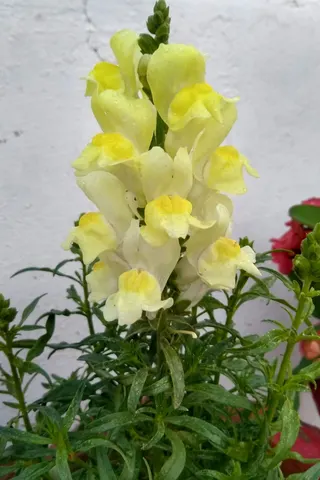 Yellow Snapdragon After Rain