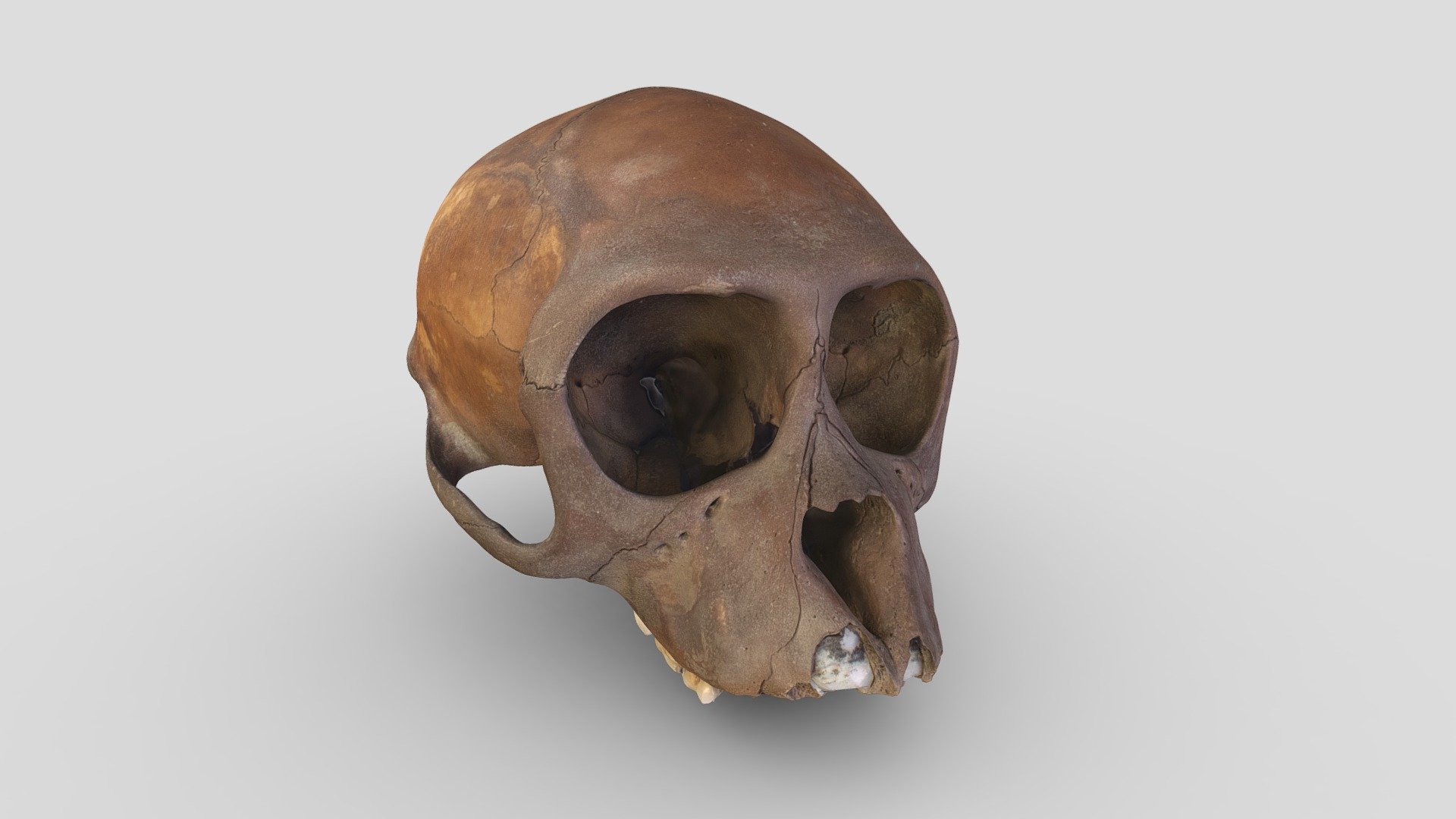 Schedel resusaap | skull of a rhesus monkey.