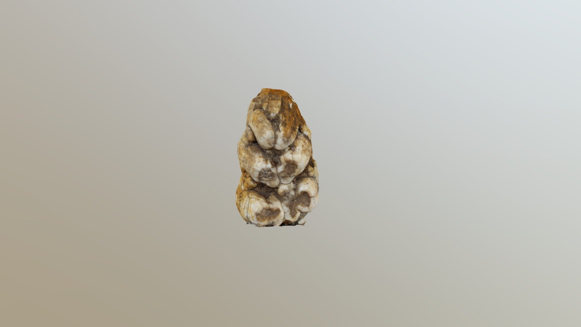 Museo de Ciencias - Molar Stegomastodon sp