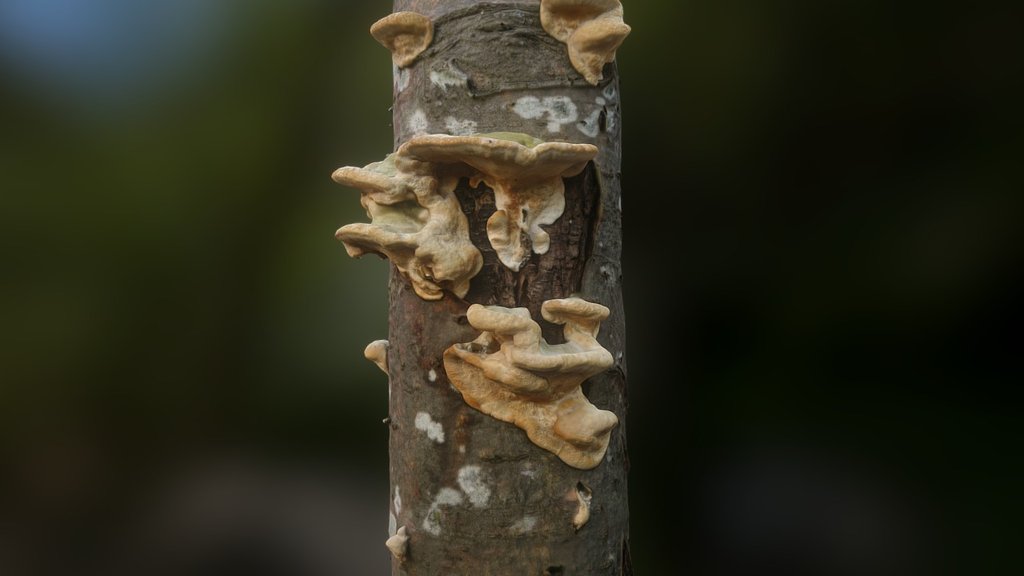 Some kind of Fungus