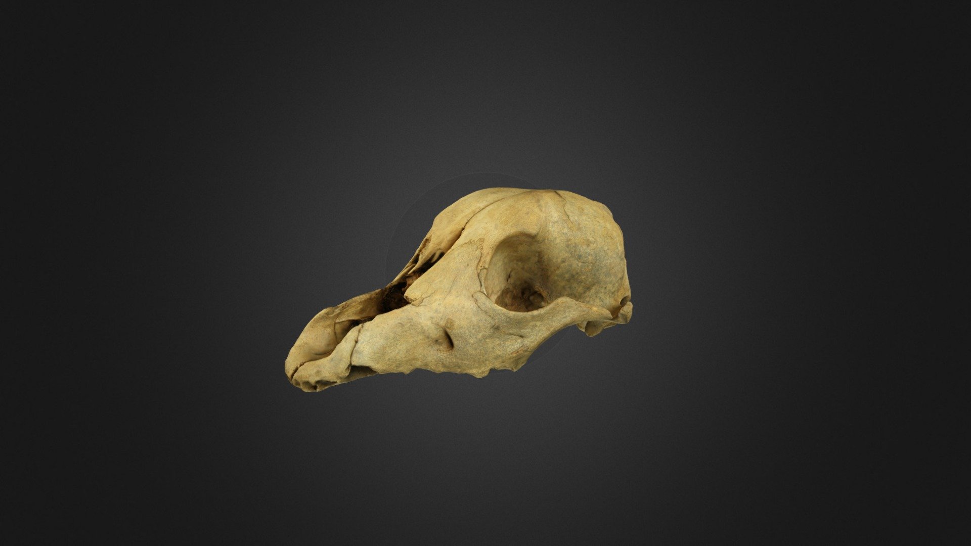 Poodle Skull