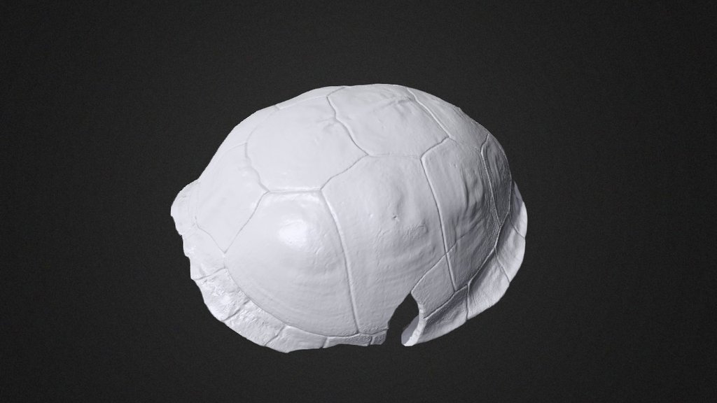 Turtle shell 3D Scan