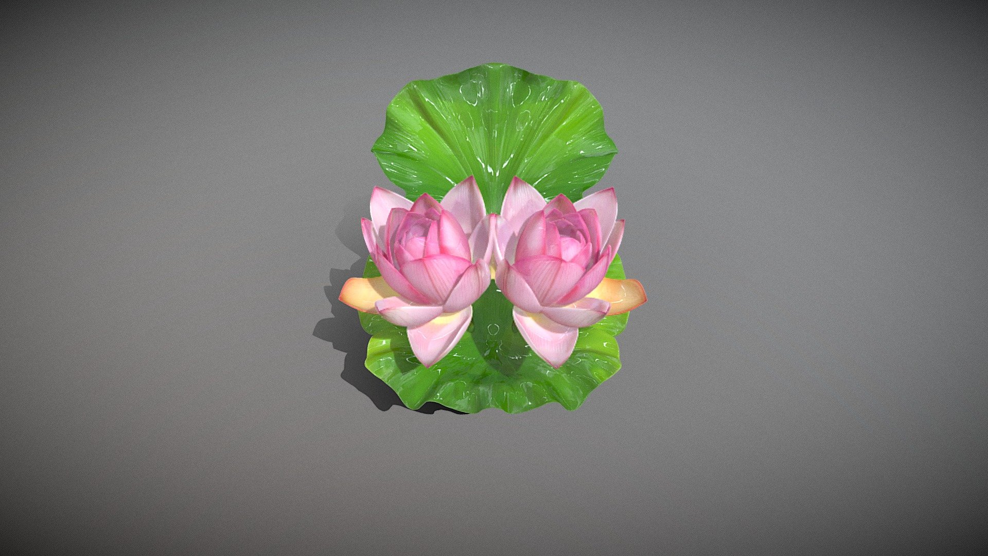 GA Free_401_Mature Lotus Flower Cluster _Mt