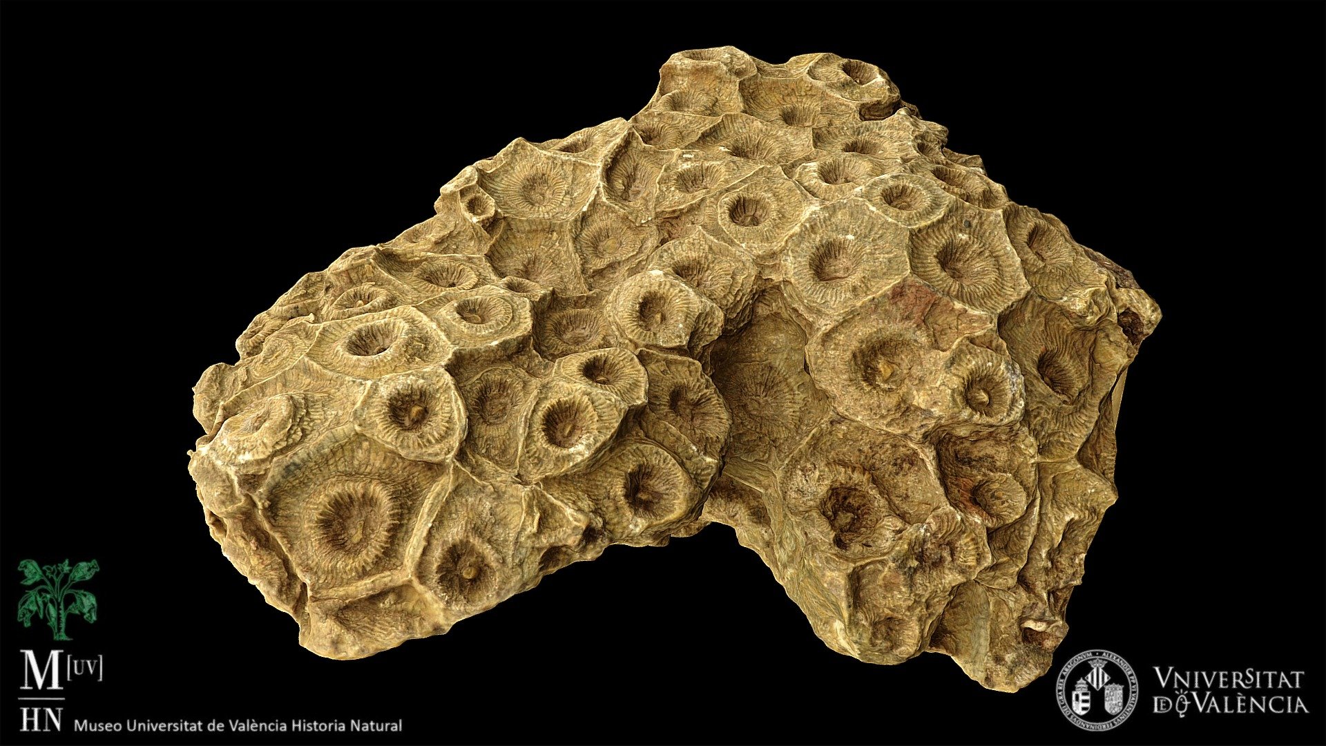 Rugose coral (Arachnophyllum sp.)