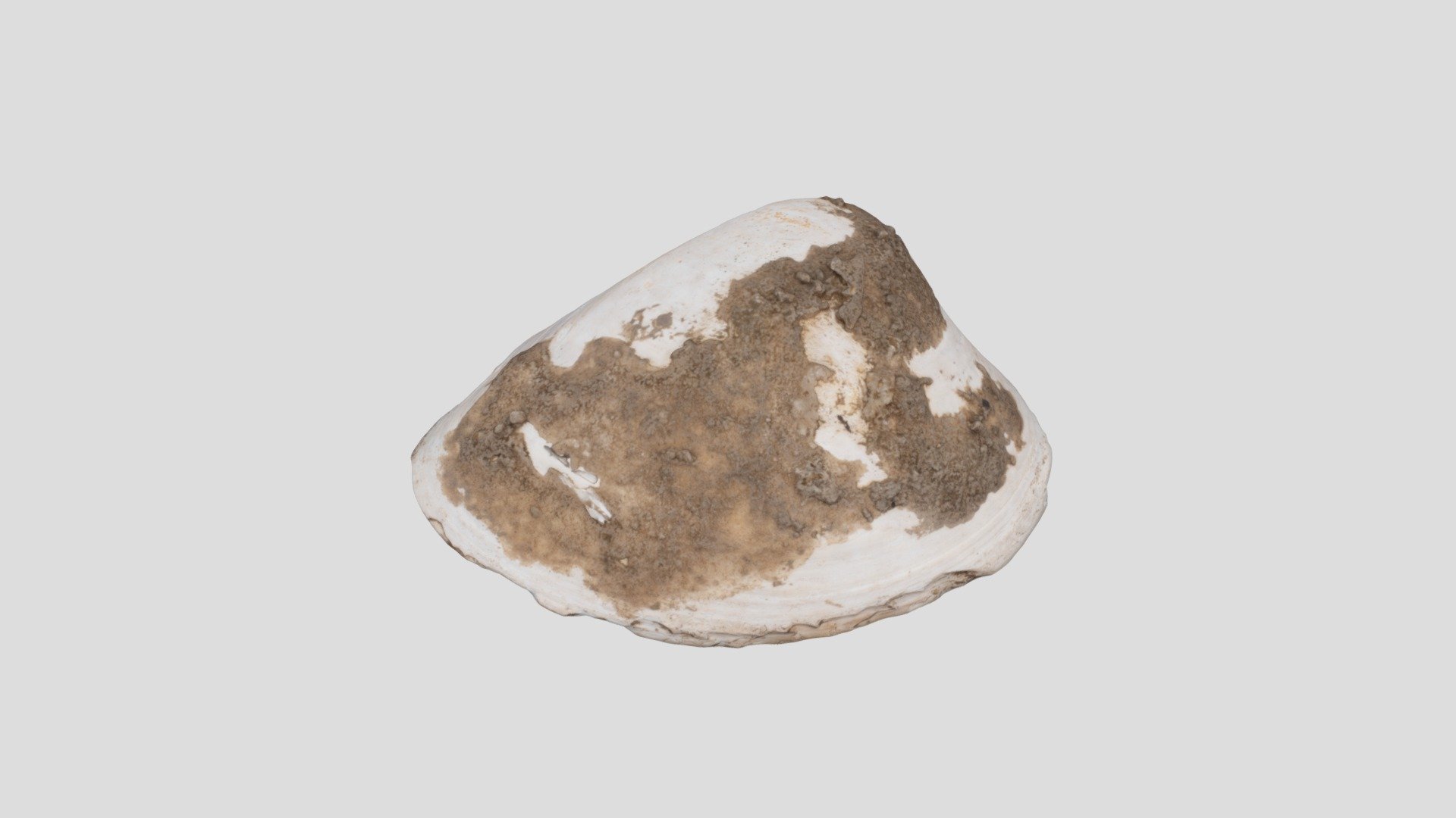 貝刃　shell scraper