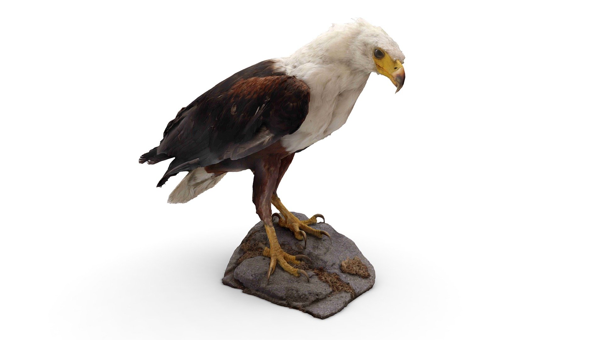 African Fish-eagle
