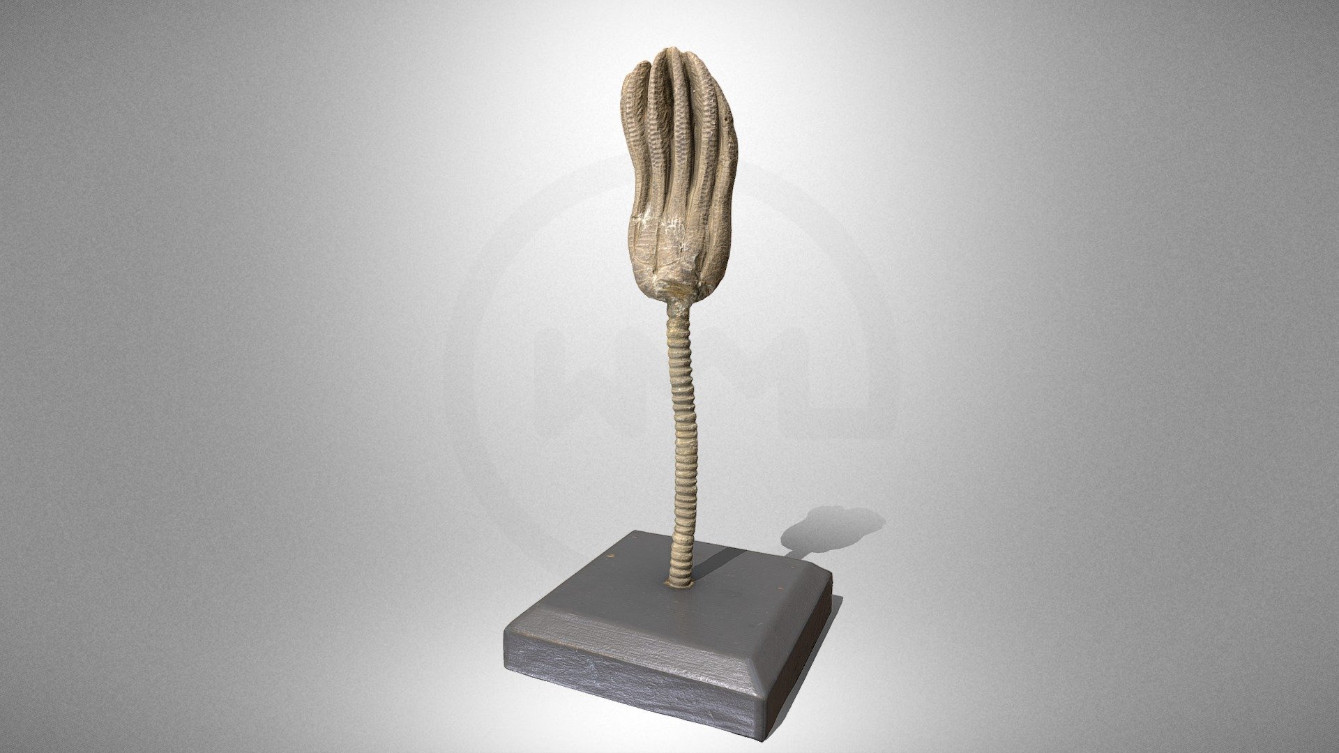 Crinoid