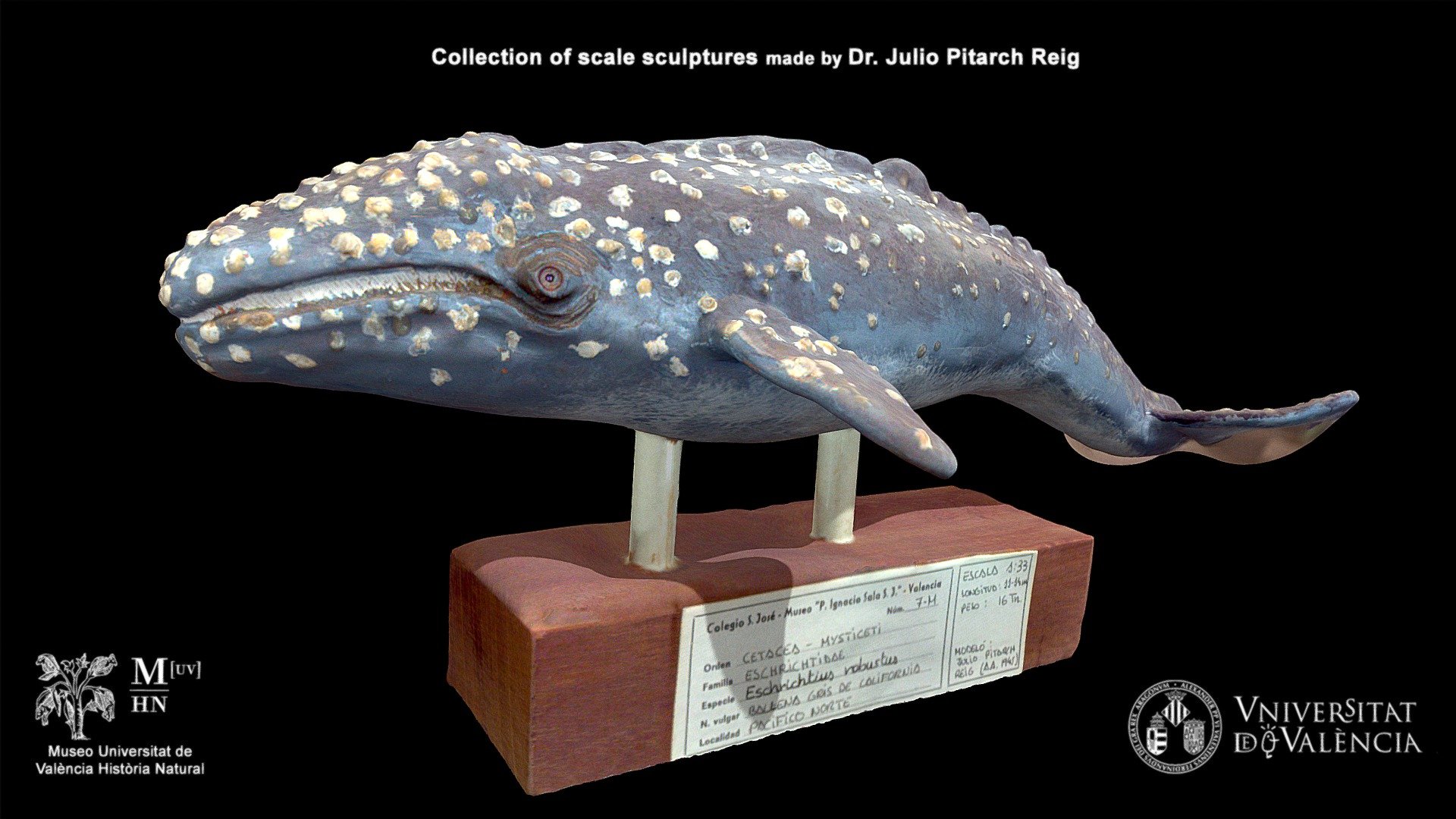 California gray whale (Eschrichtius robustus)