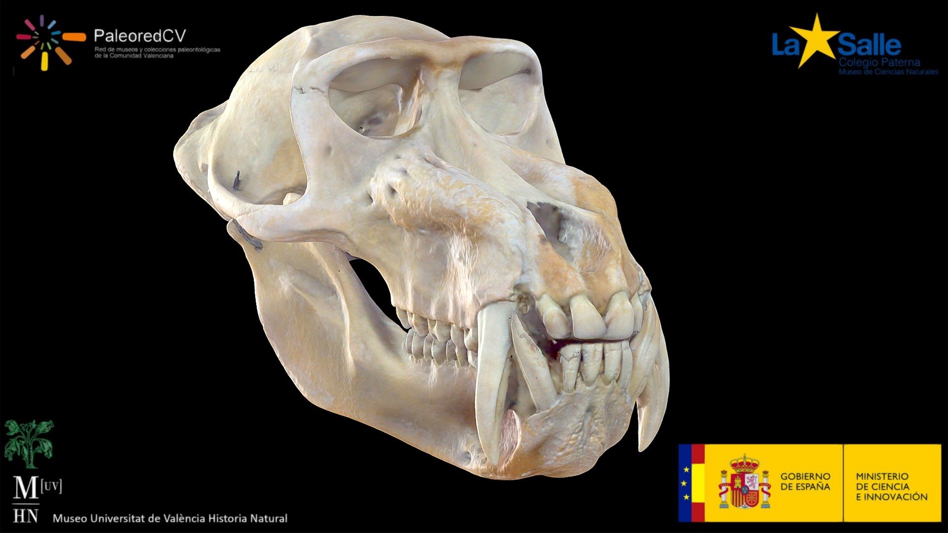 Drill Skull (Mandrillus leucophaeus)