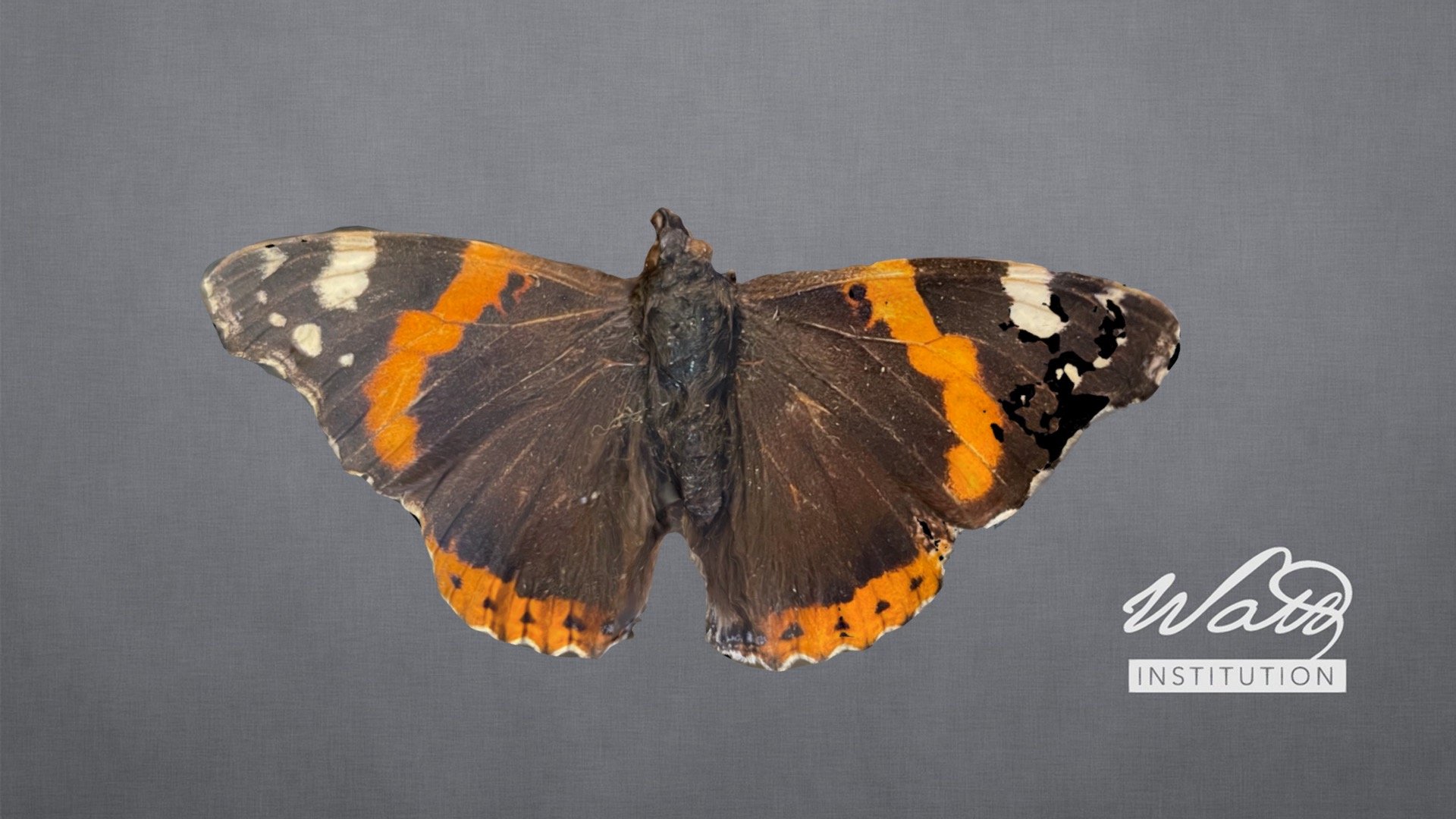 Vanessa Atlanta (Red Admiral)