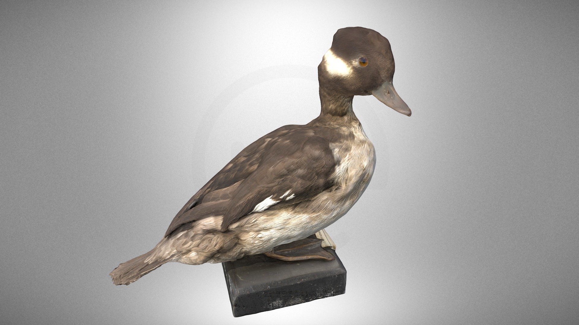 Bufflehead