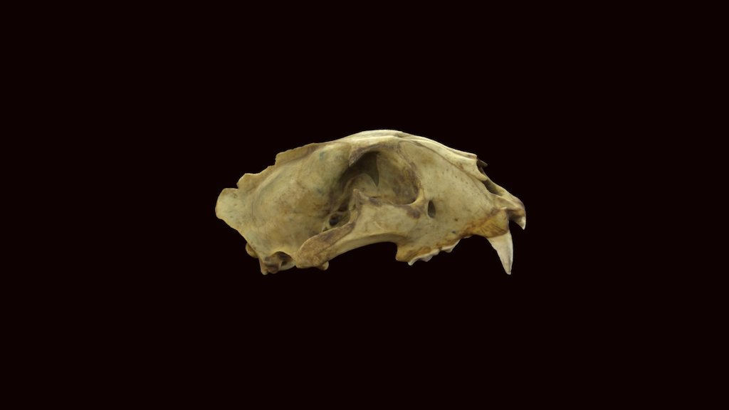 Leopard Skull