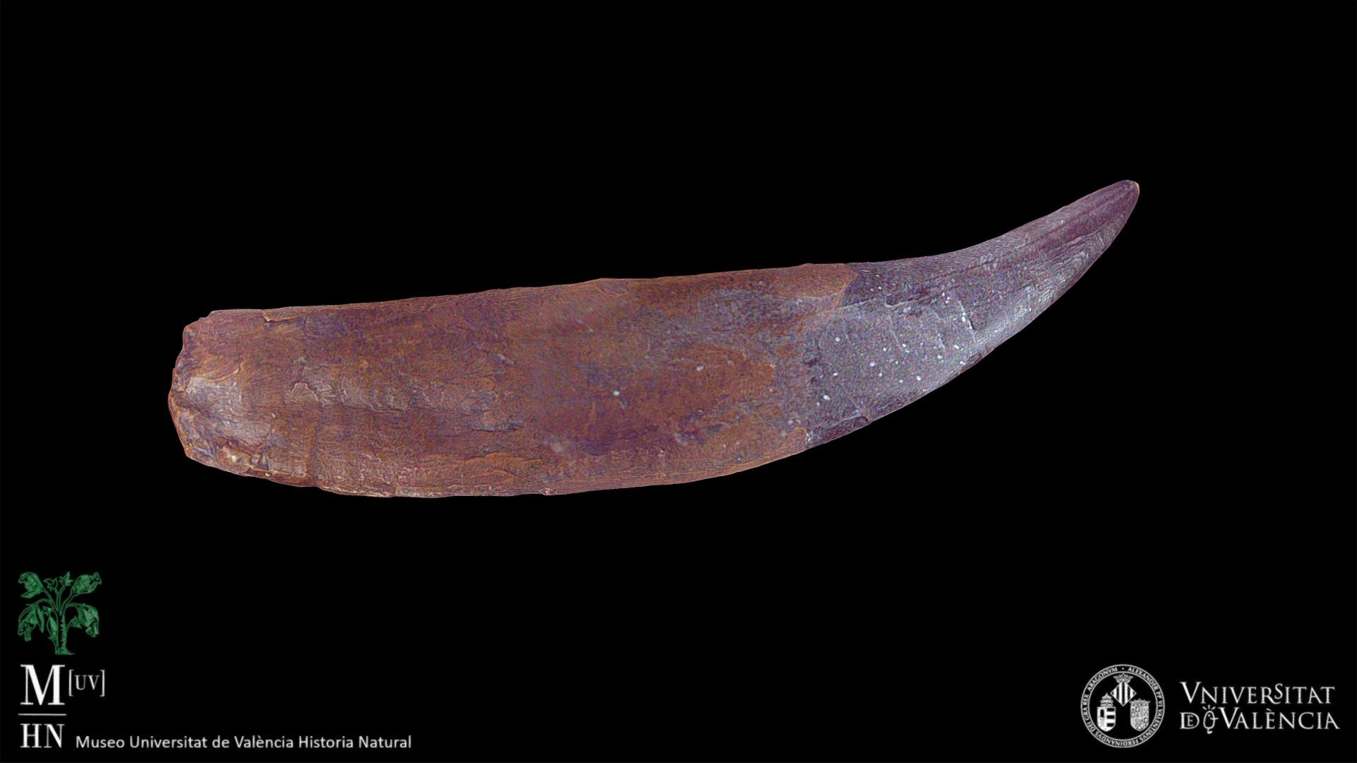 Tyrannosaurus rex Tooth (cast)