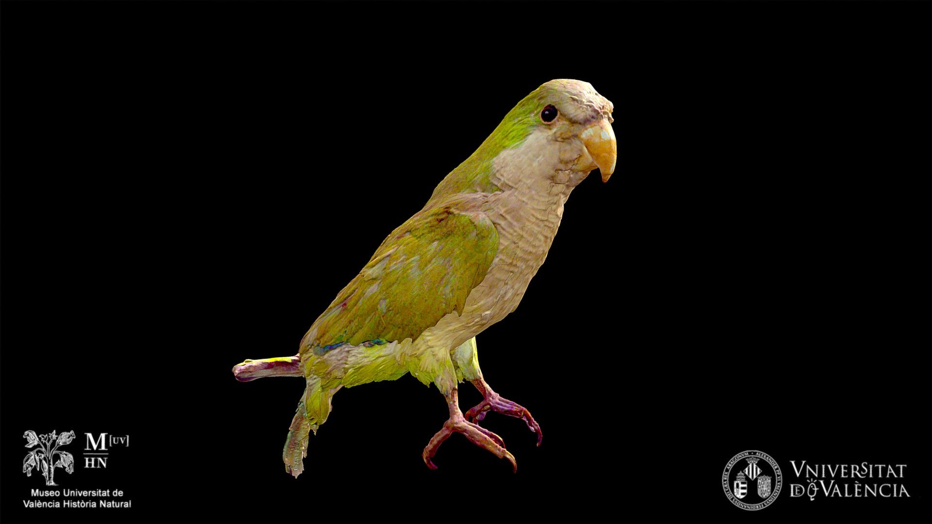 Cotorra argentina (Myiopsitta monachus)
