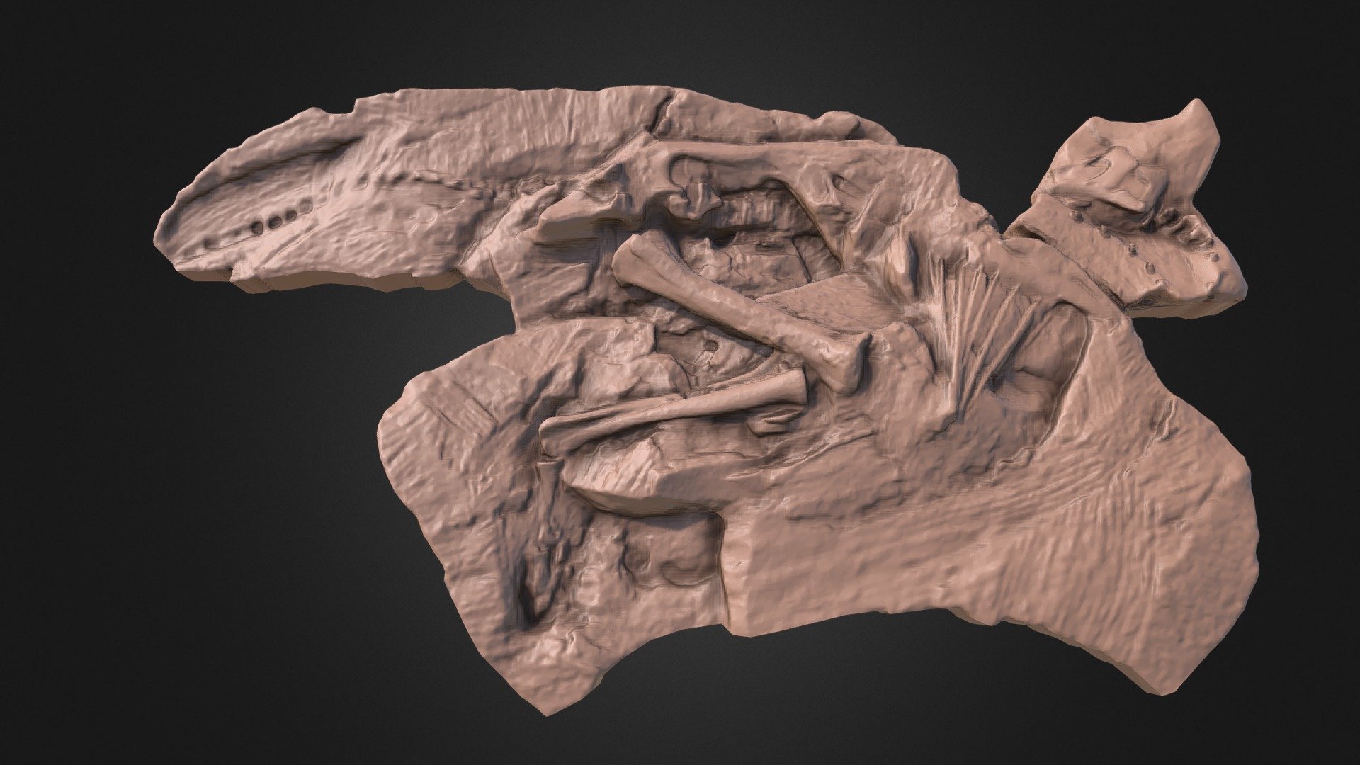 Baby Parasaurolophus Skeleton