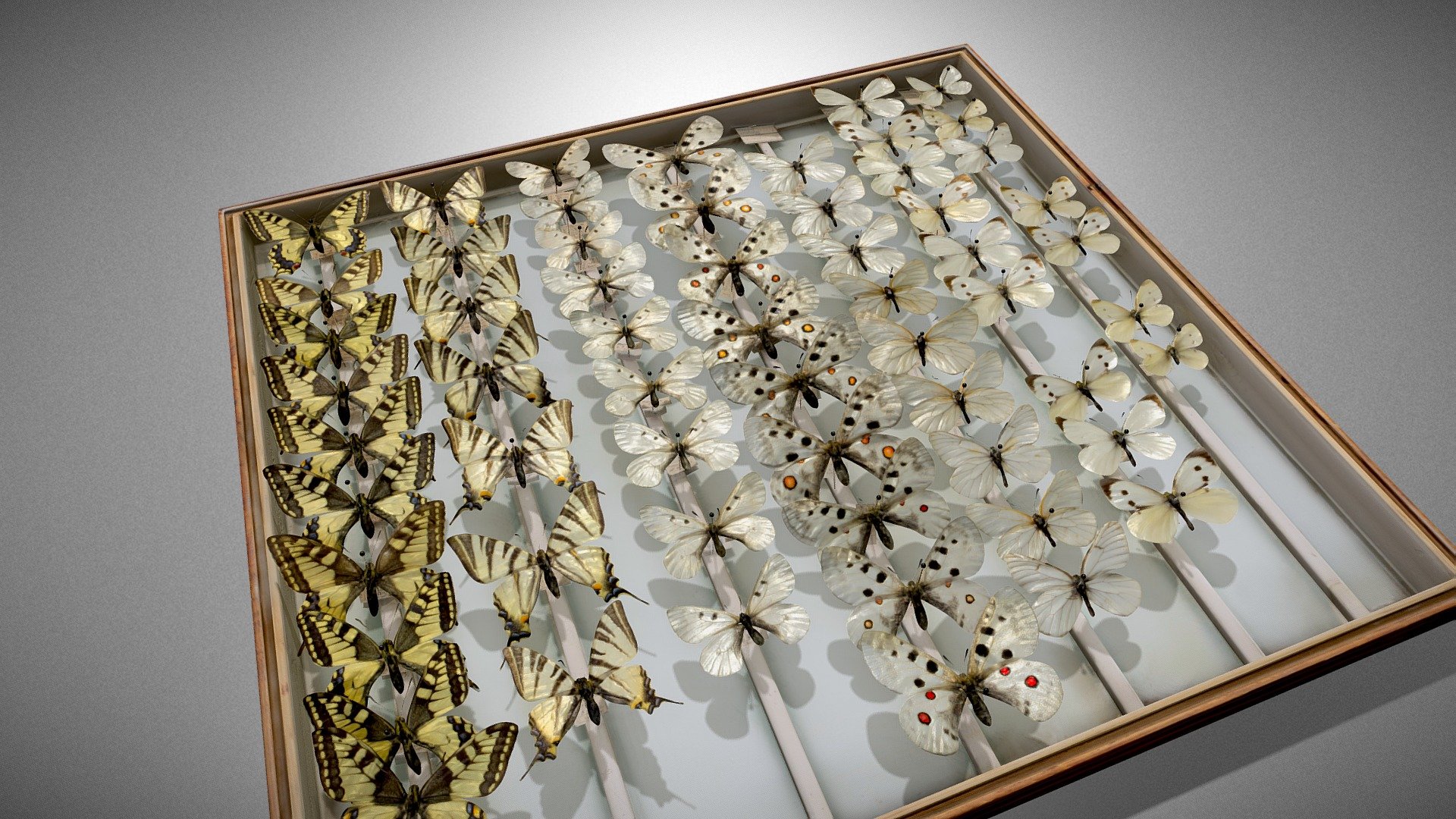 Butterflies - Collection of Stanisław Batkowski