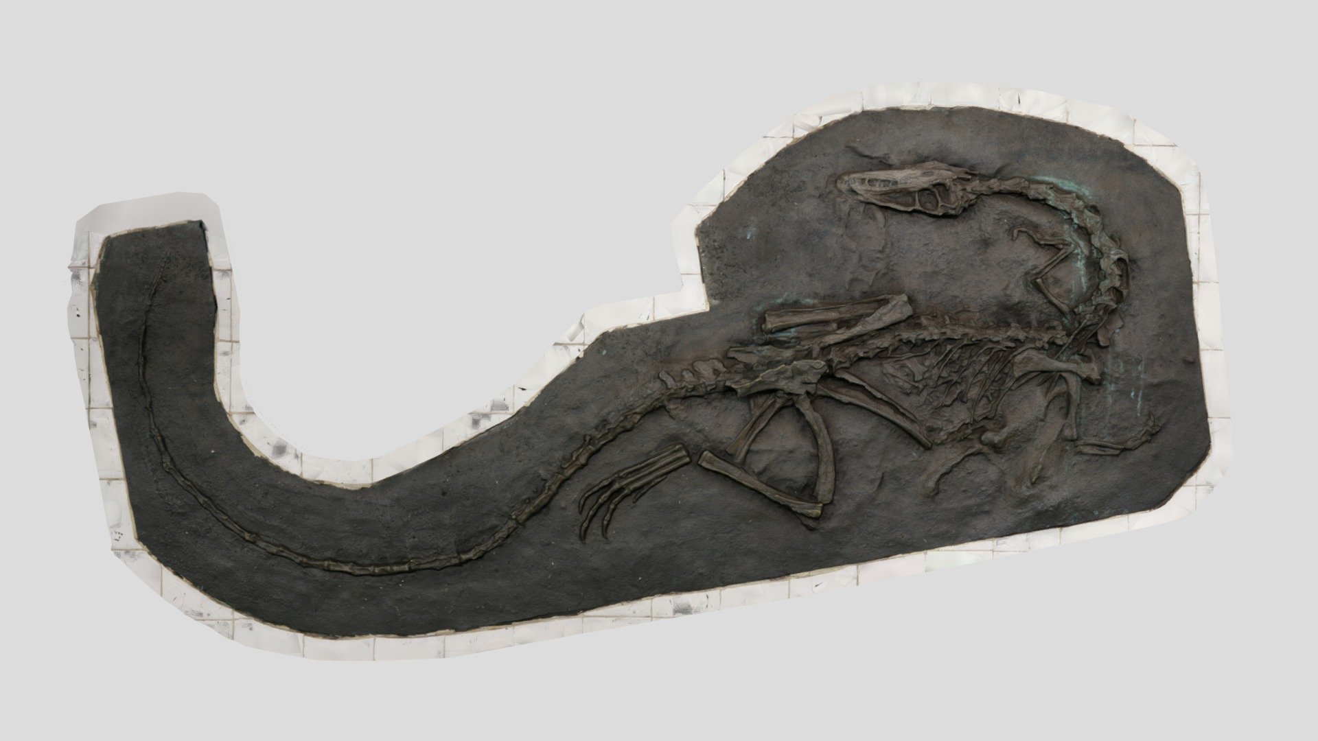Coelophysis bauri - 81st Street NY Subway