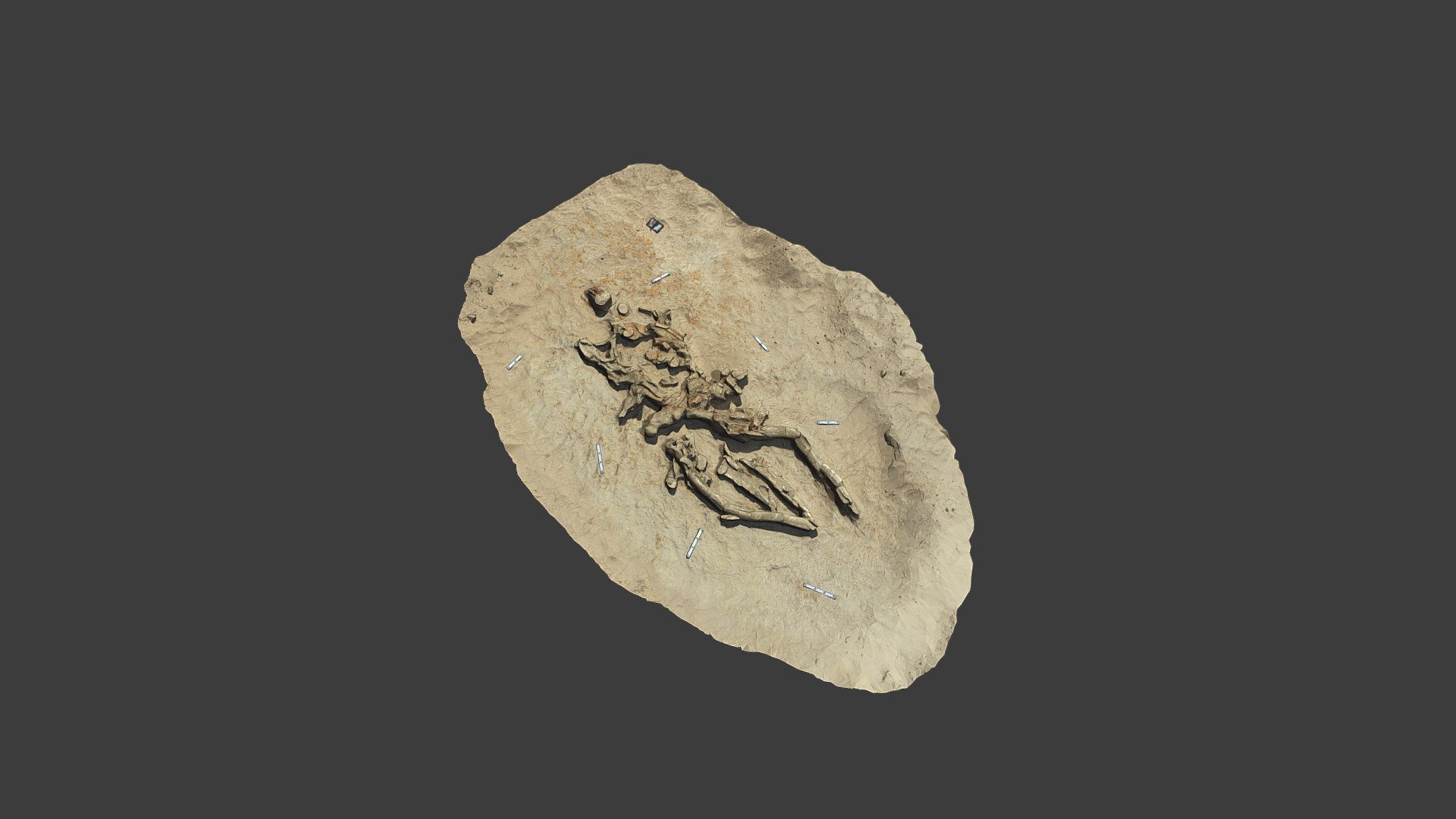Fossil Whale Excavation site MPC 685