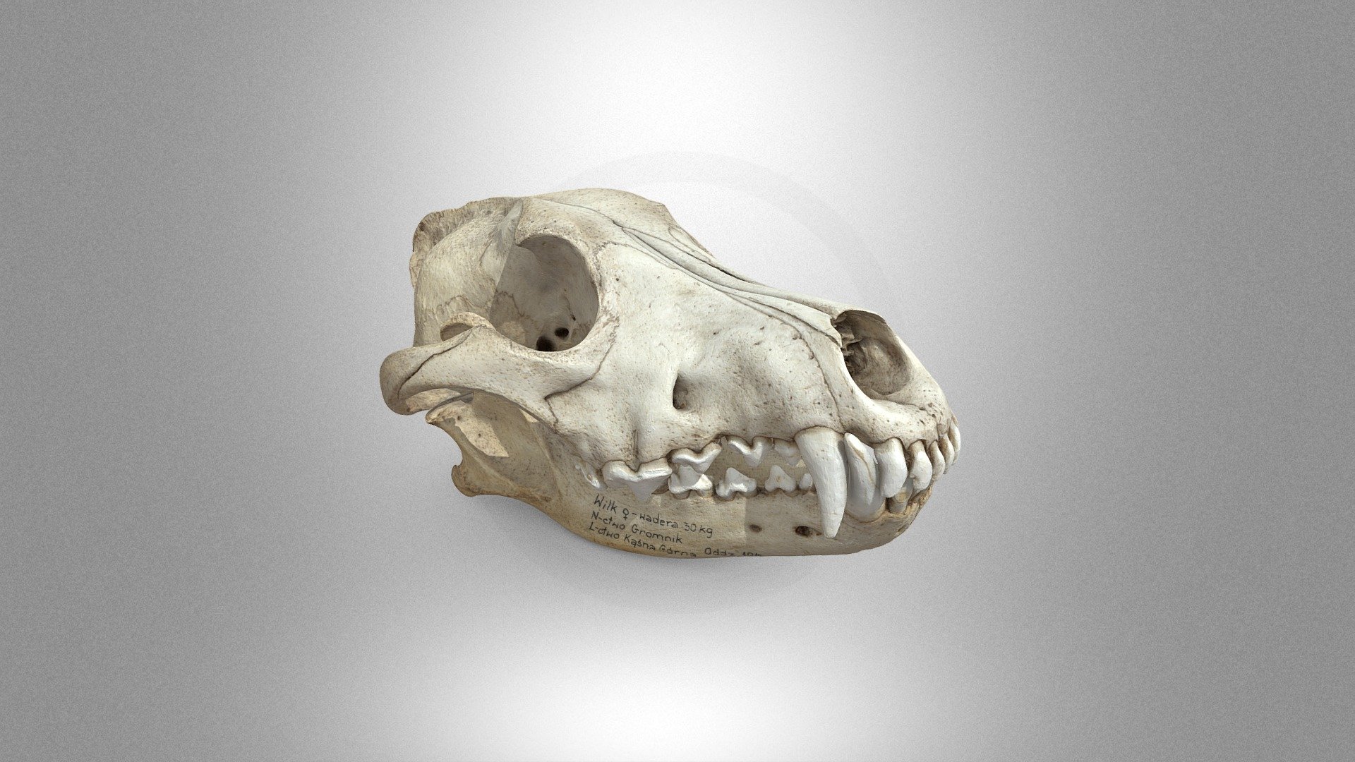 Wolf skull