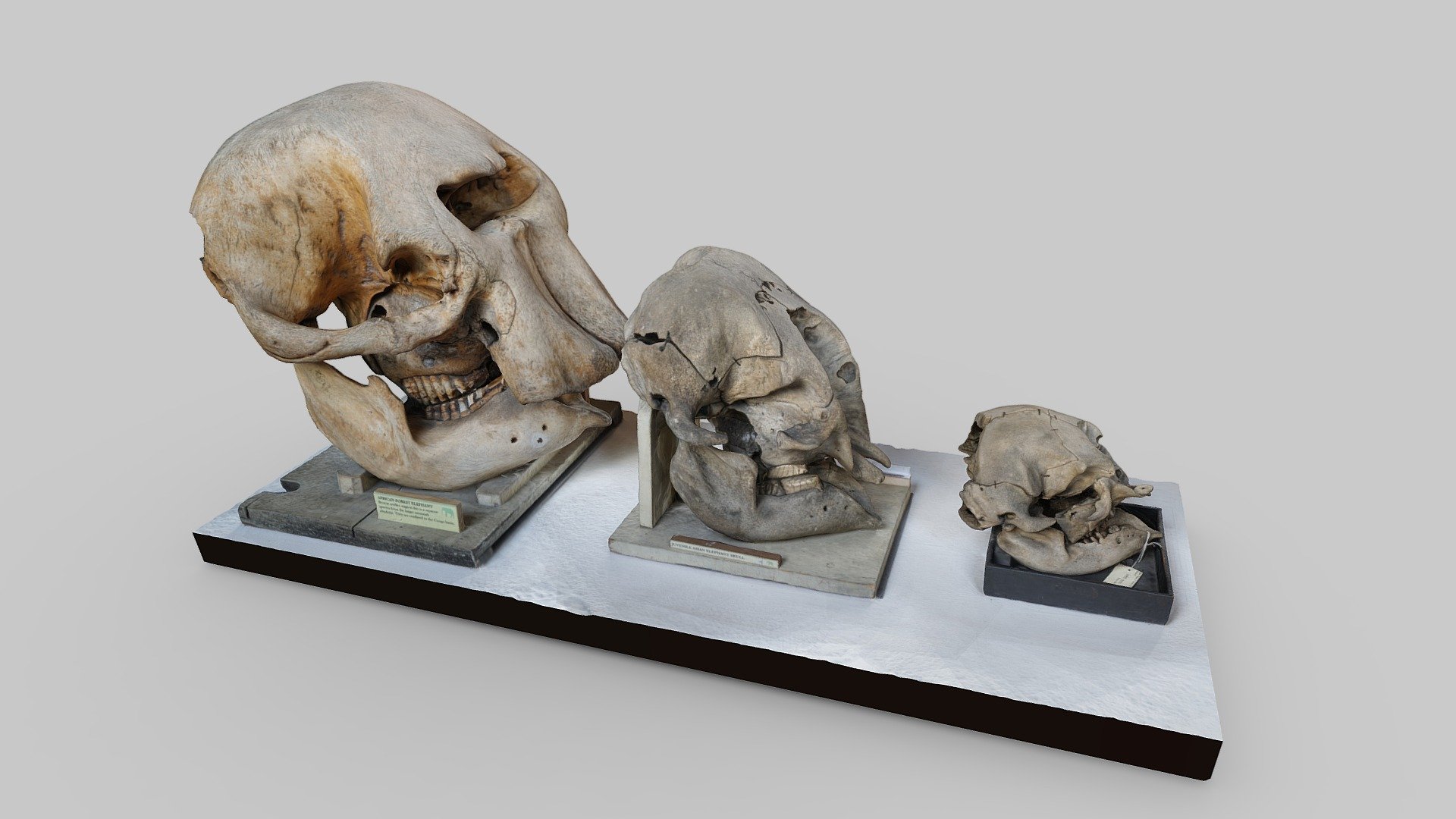 Elephant Skulls