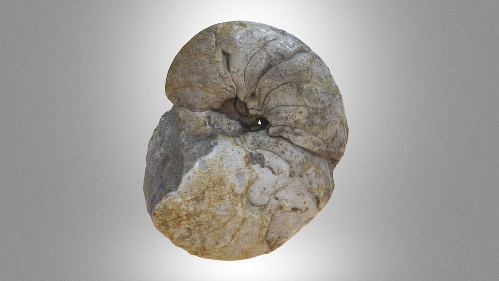 “Cymatoceras patens” nautilida