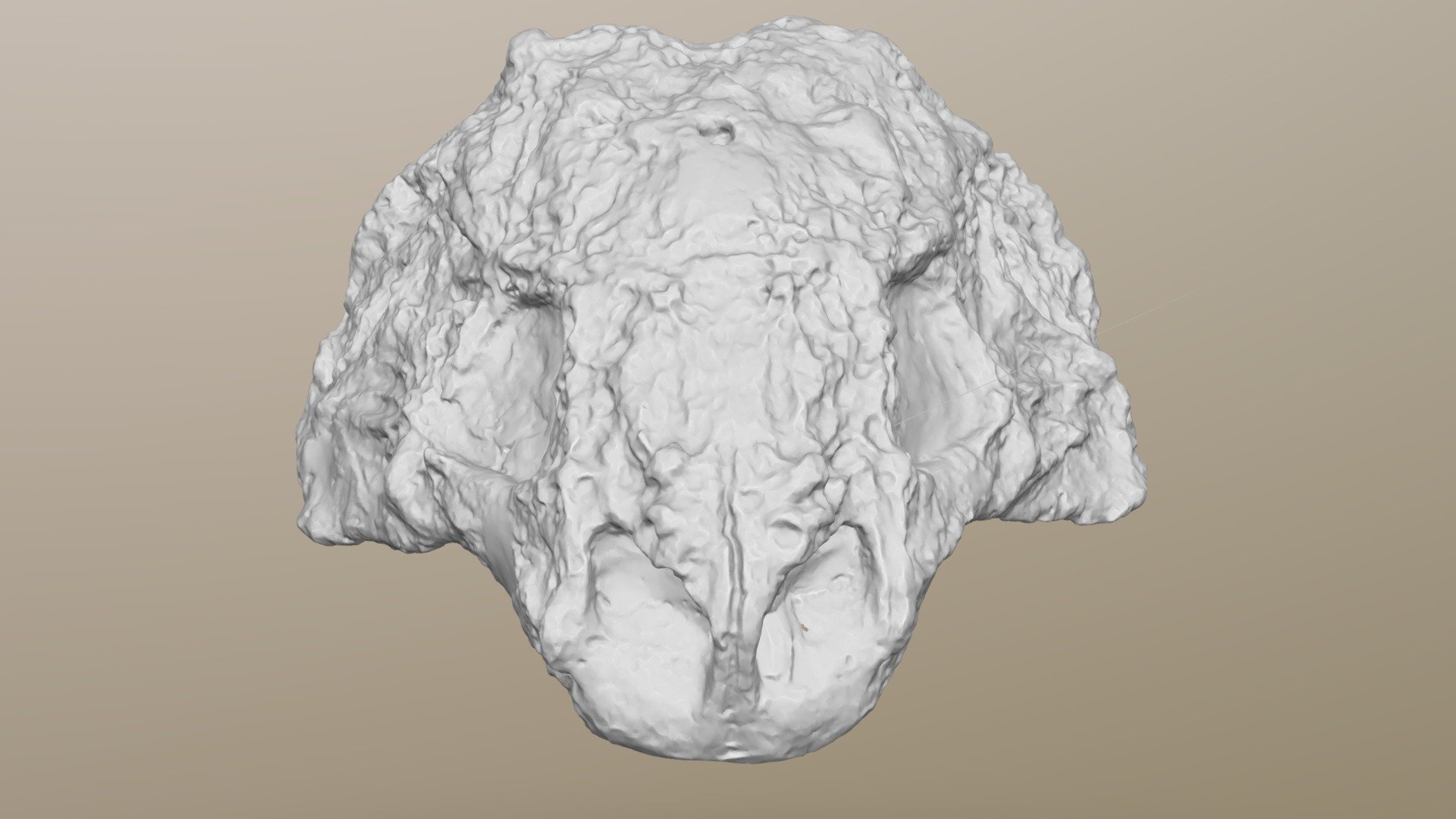 Pareiasaur Scutosaurus karpinskii skull