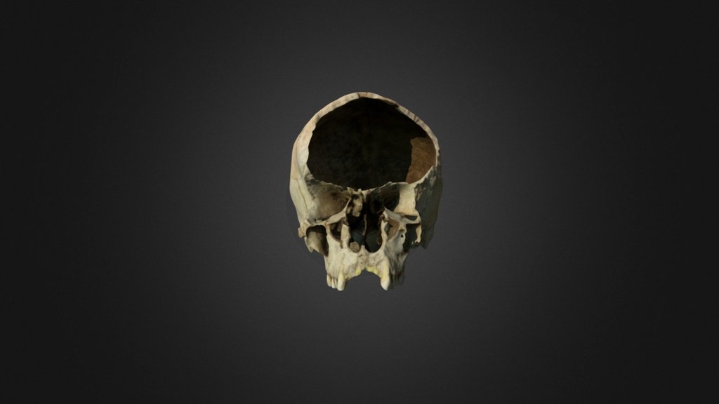 Chewed Cranium