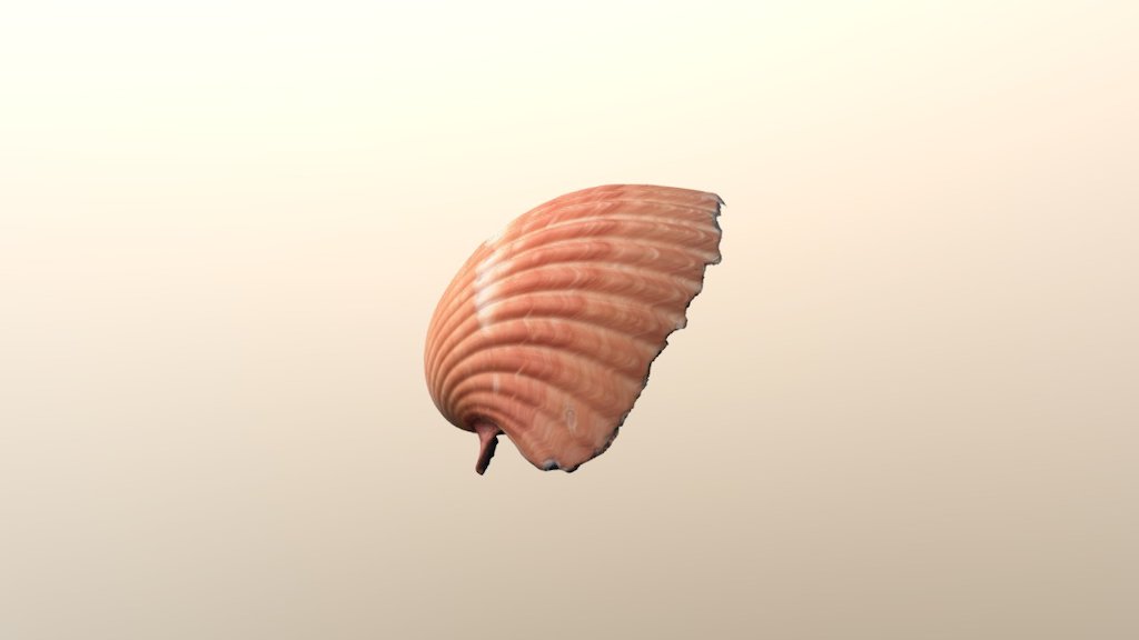 Willy the shell