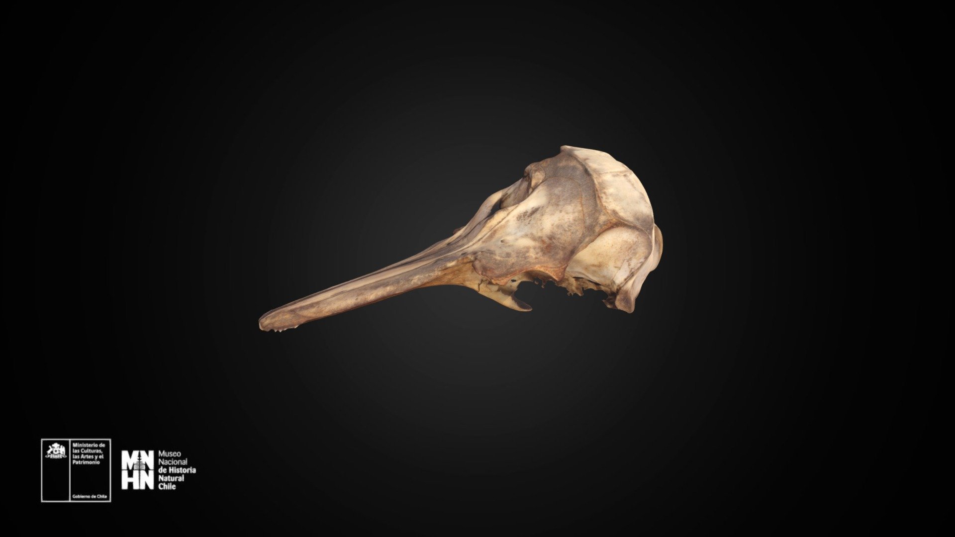 Cephalorhynchus eutropia 581