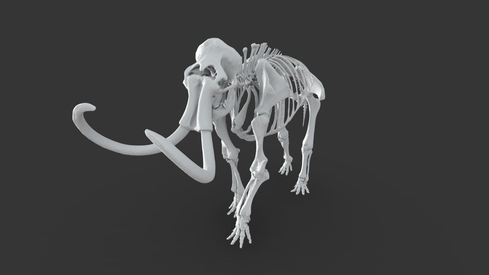 Mammuthus primigenius (Blumbach)
