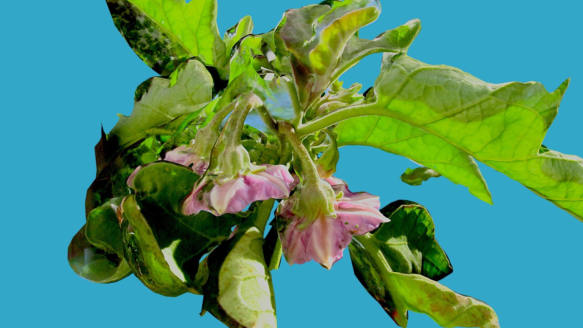 Eggplant Flowers