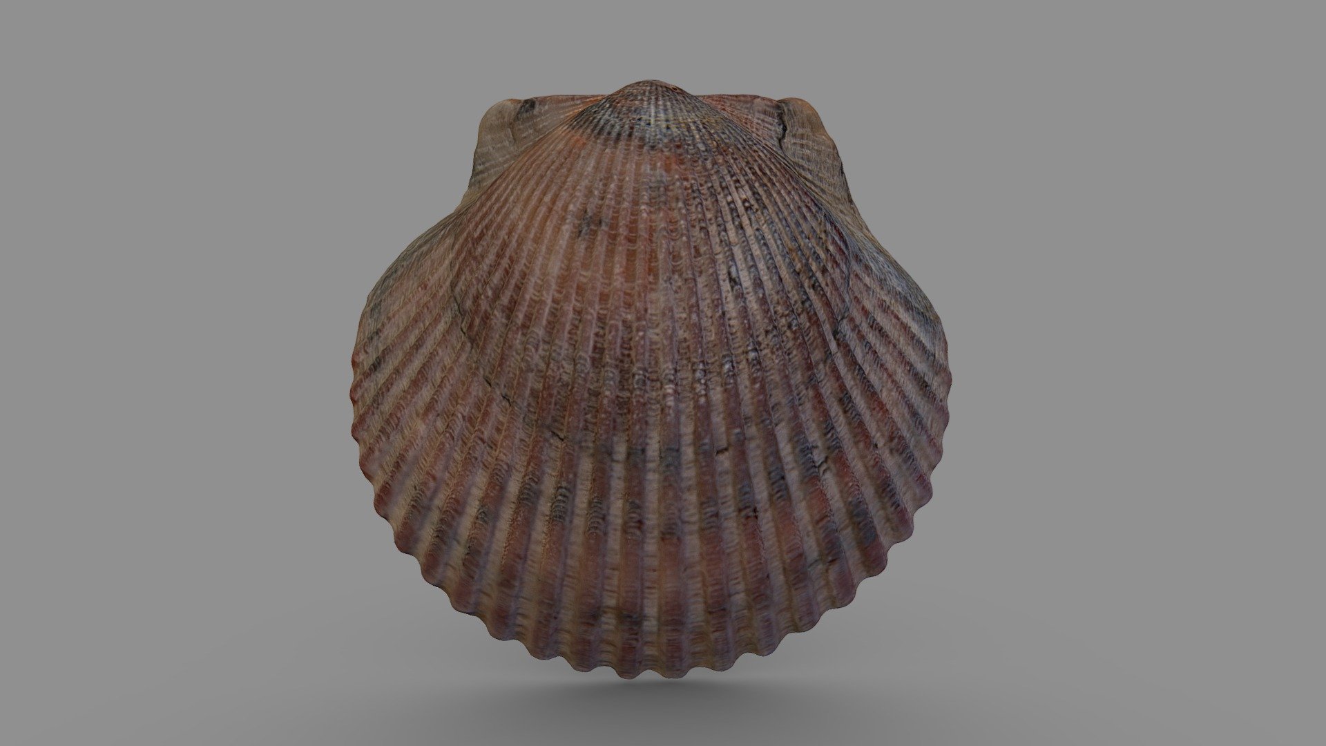 Sea Scallop Shell