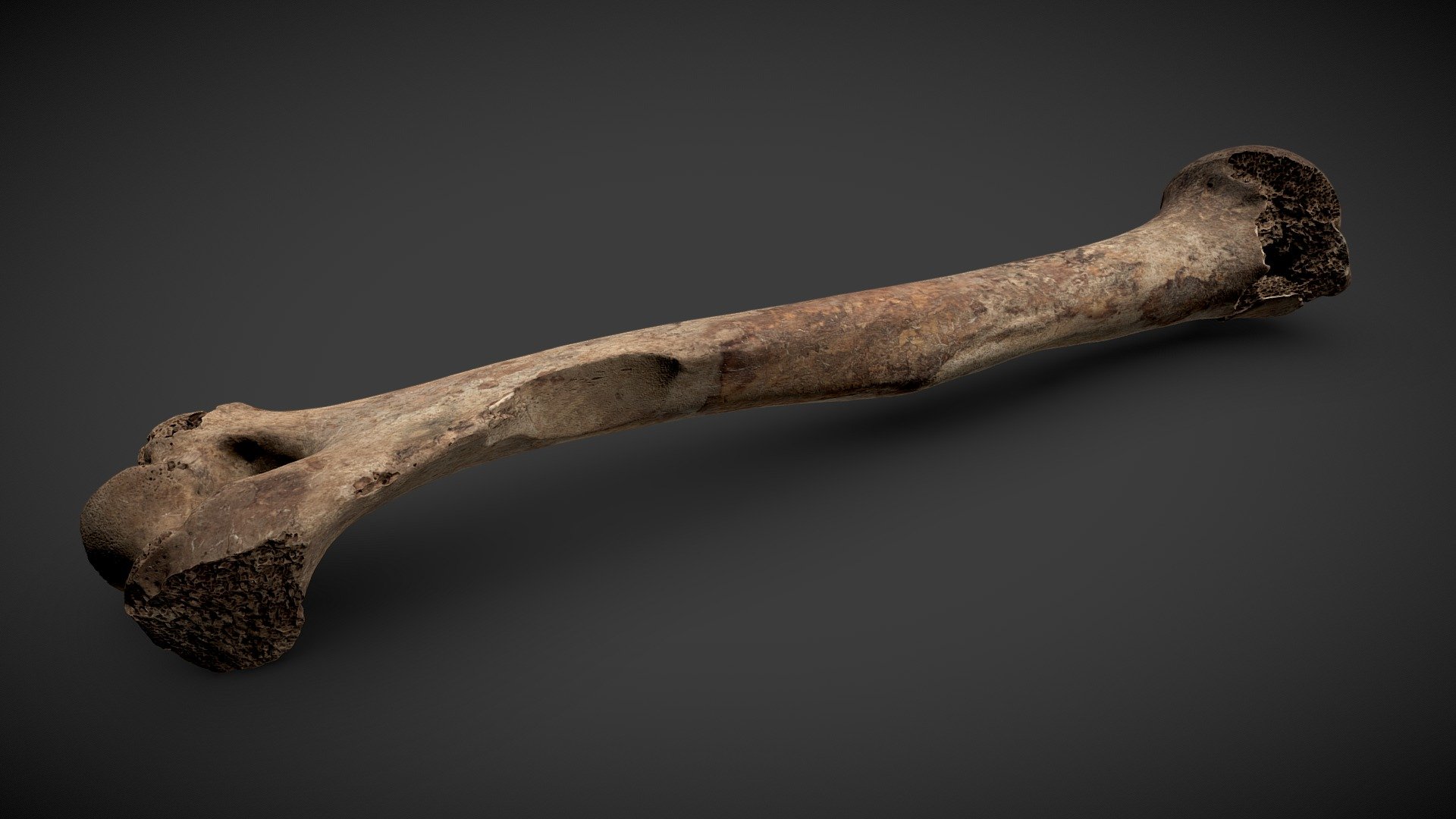 Humerus with injuries - 1136478