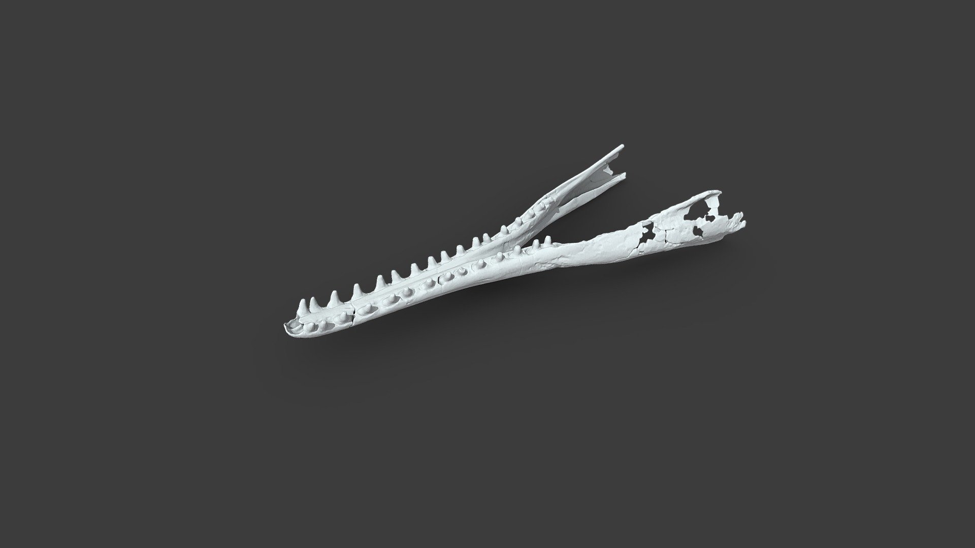 Isthminia panamensis Pyenson et al., 2015: Jaw