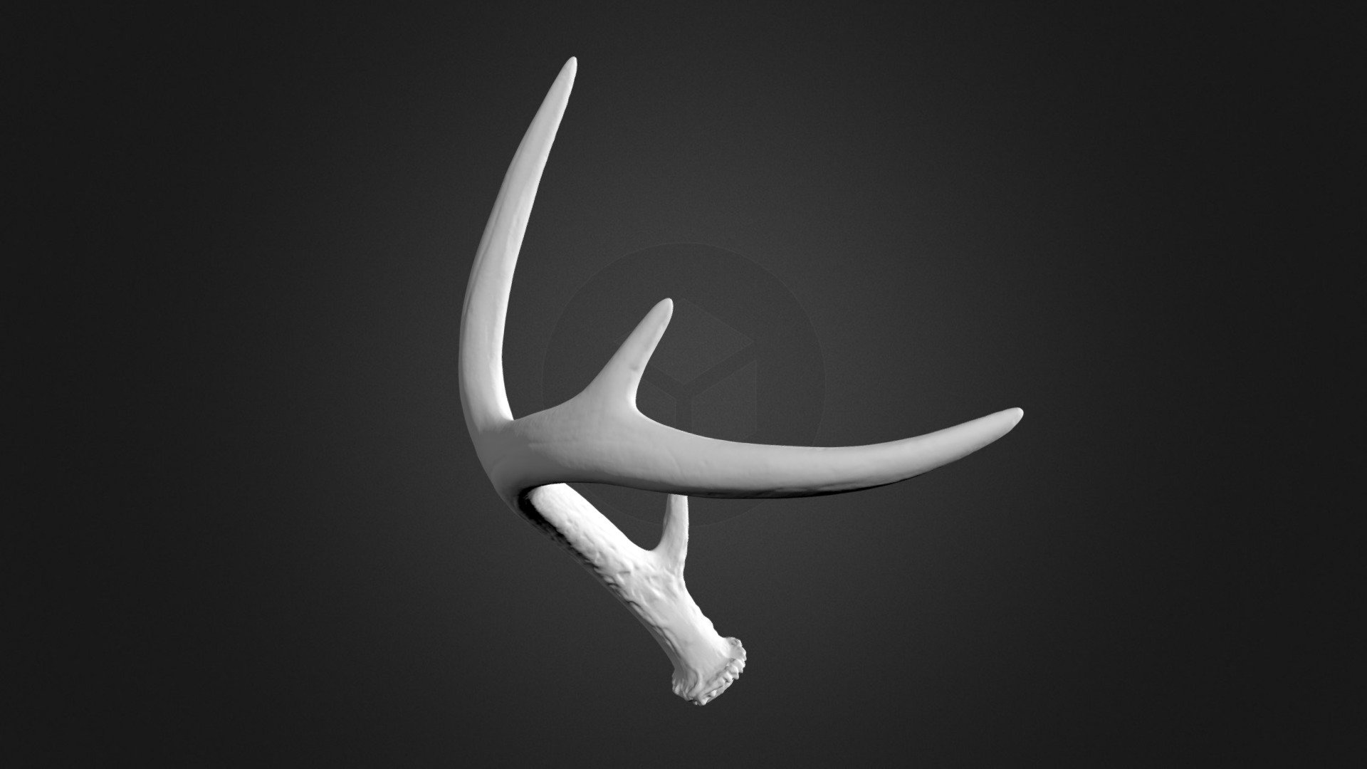 Antler 3D Scan