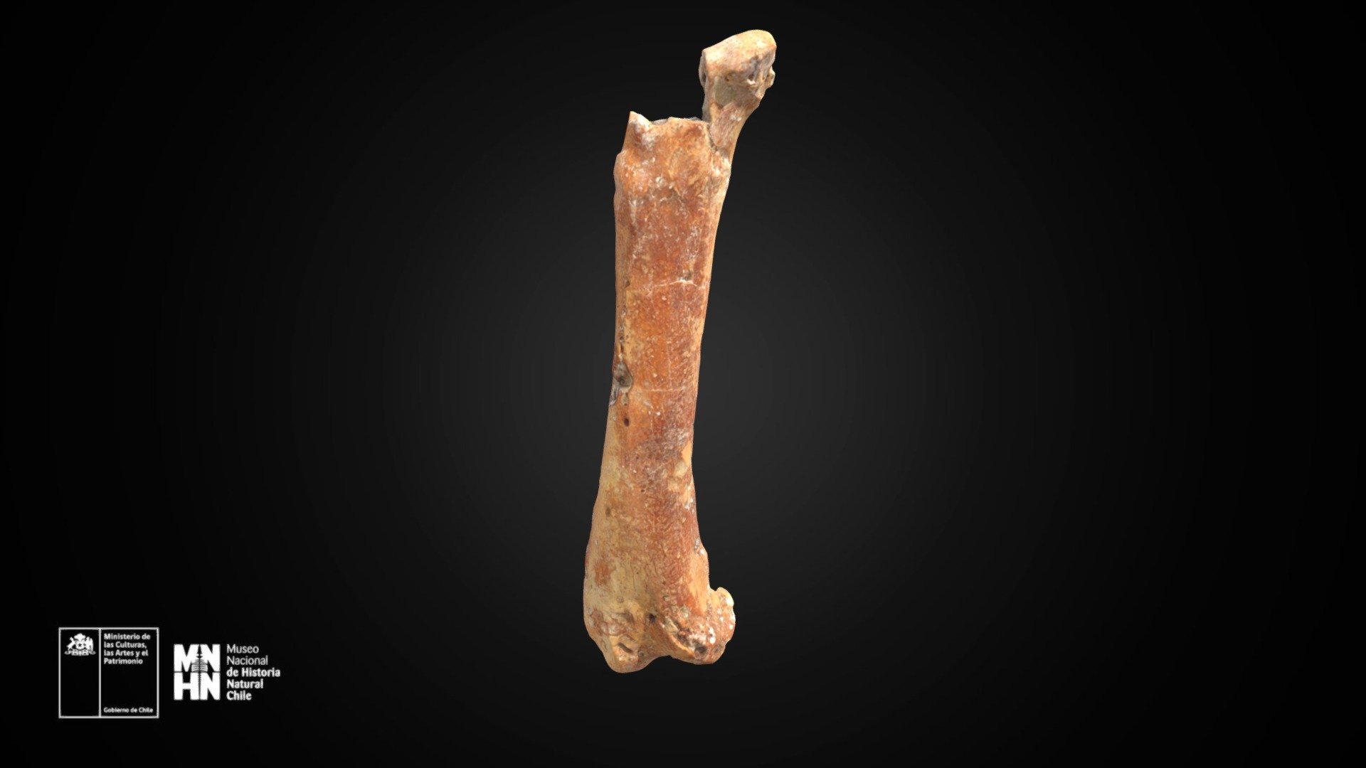Pelagornis chilensis. Fémur derecho