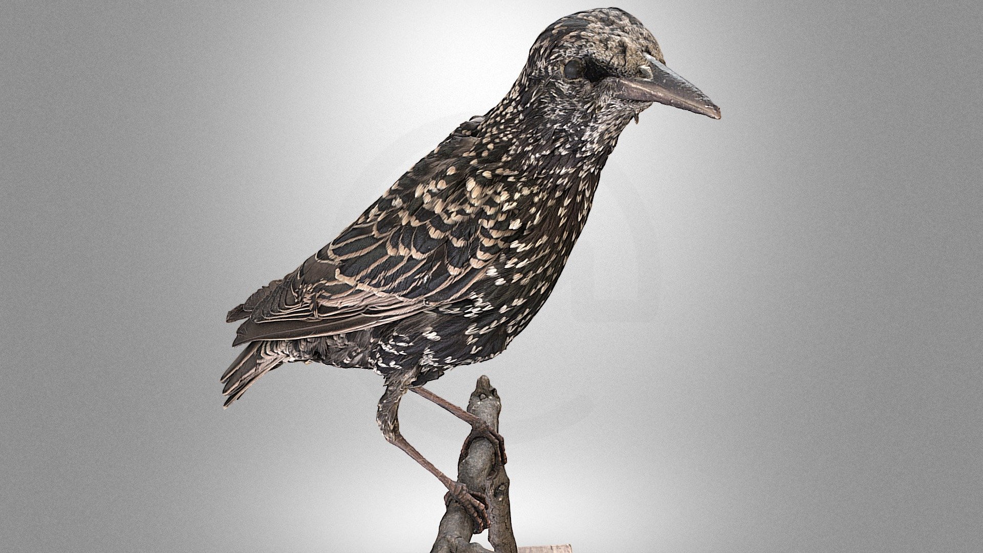 Starling