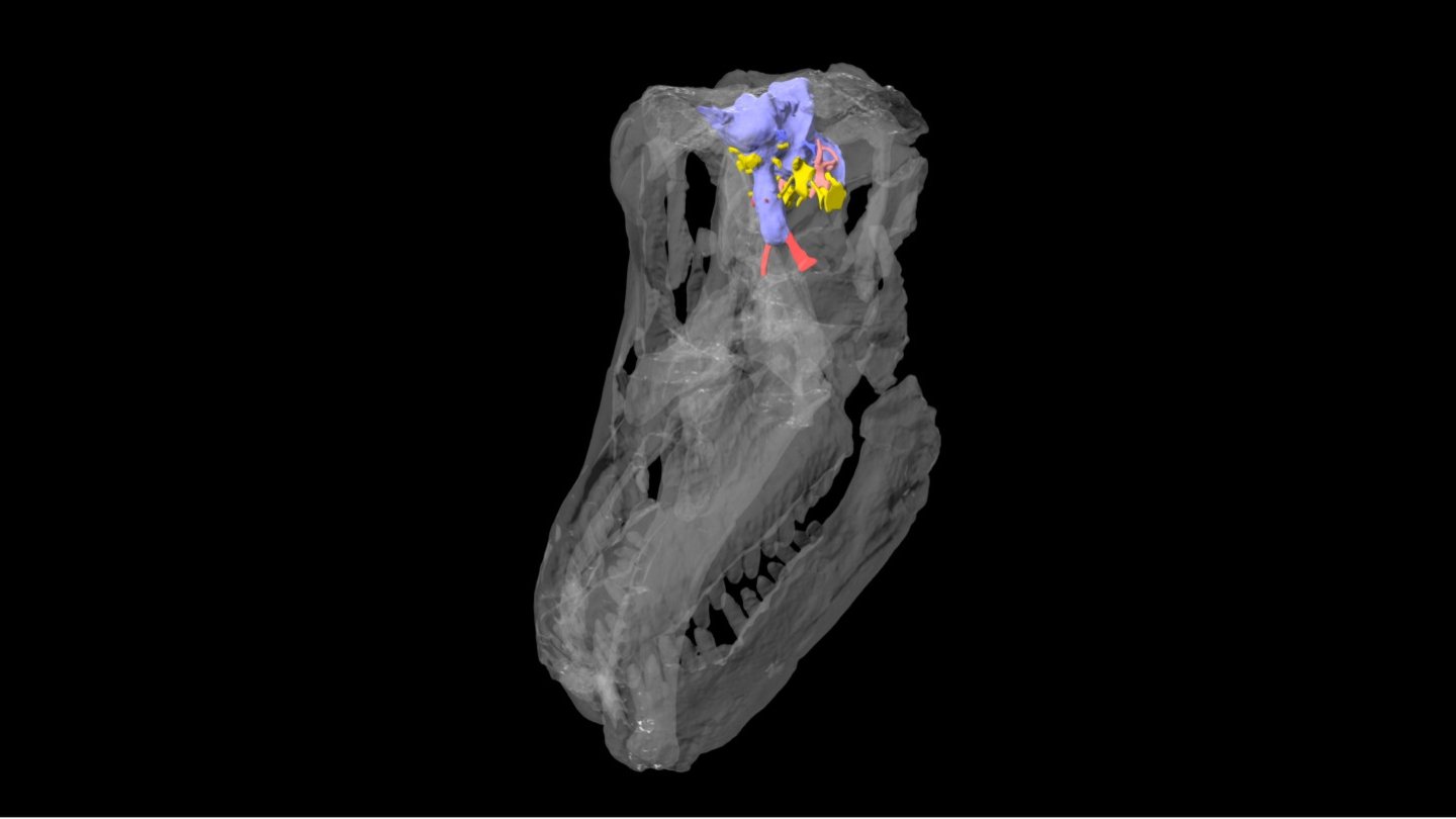 Sarmientosaurus skull & endocast - titanosaur