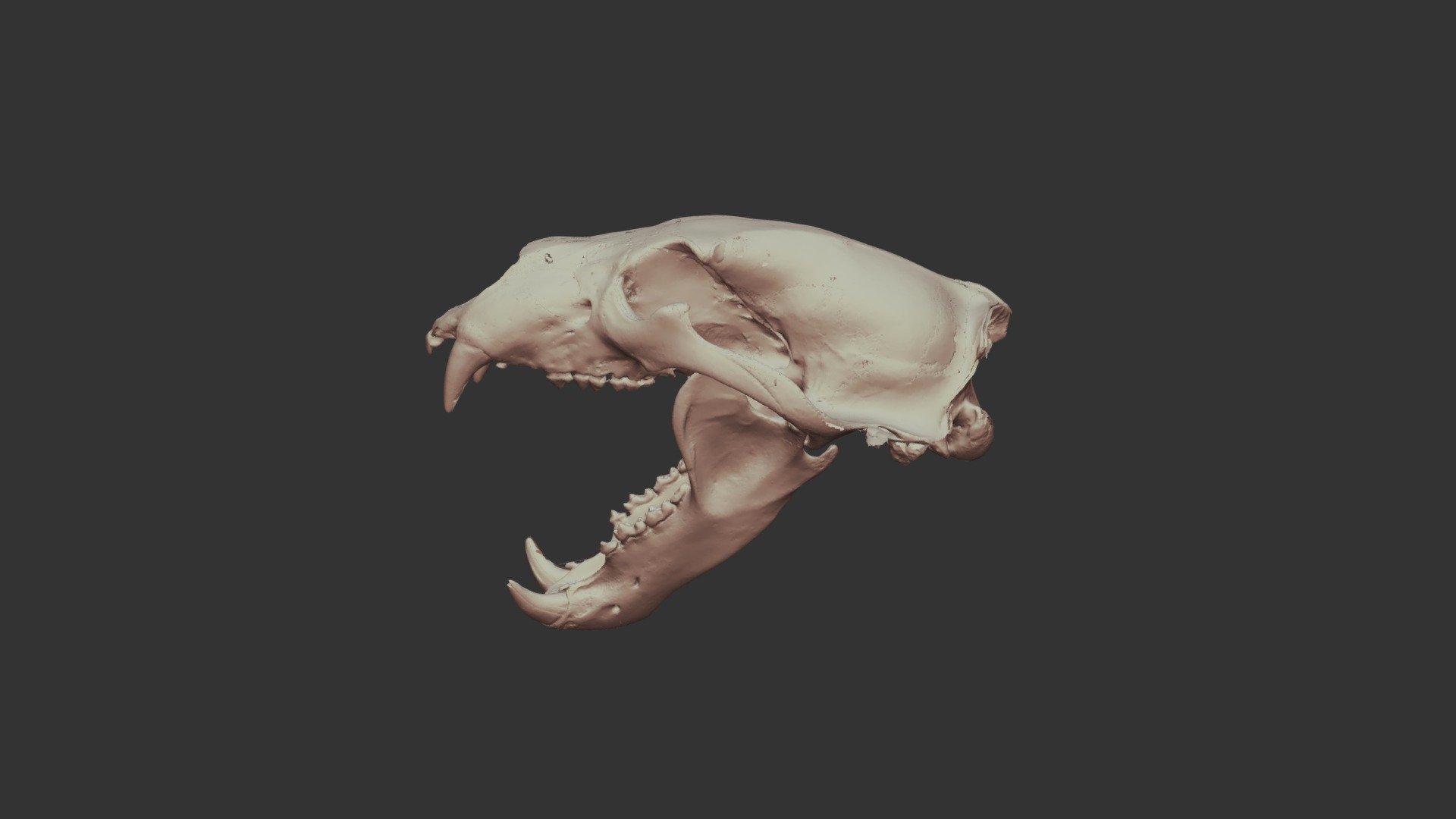 Polar Bear Skull