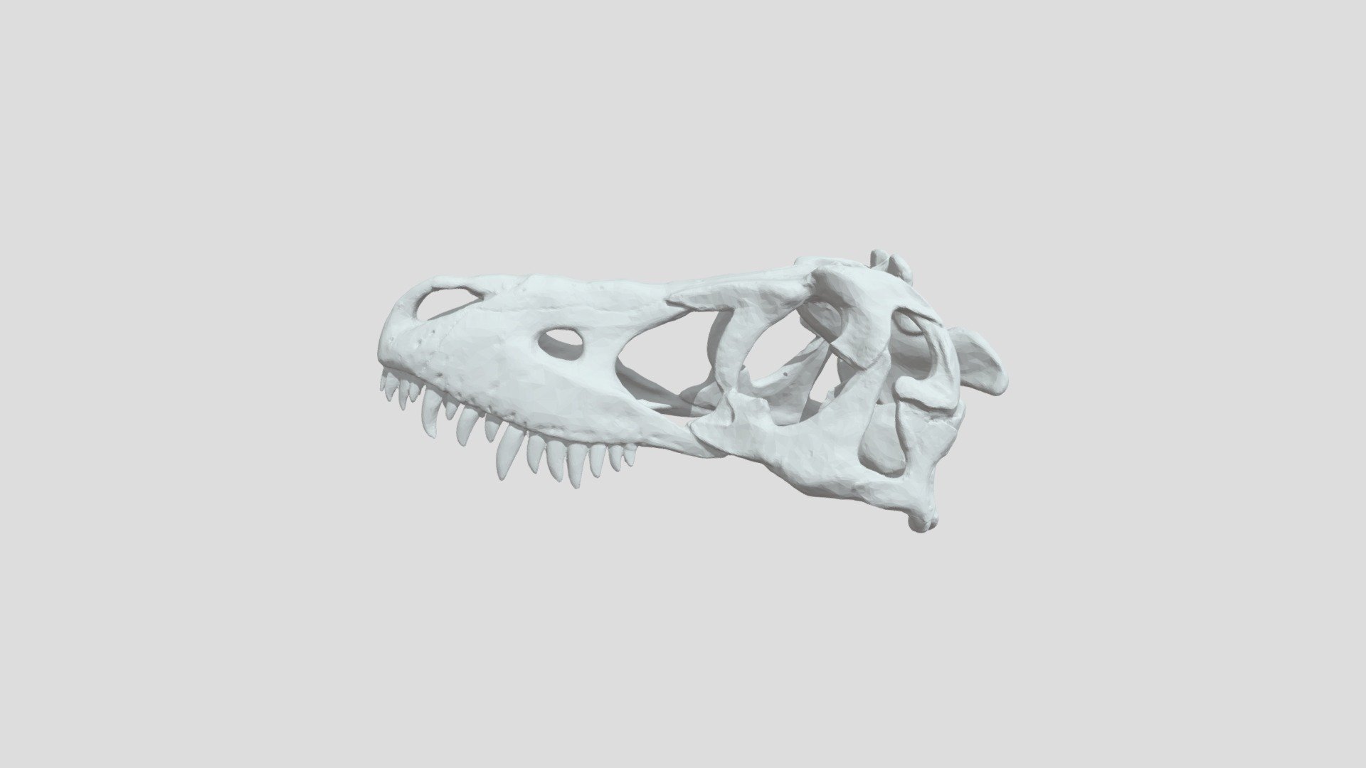 Dinosaur Skull (Untextured)