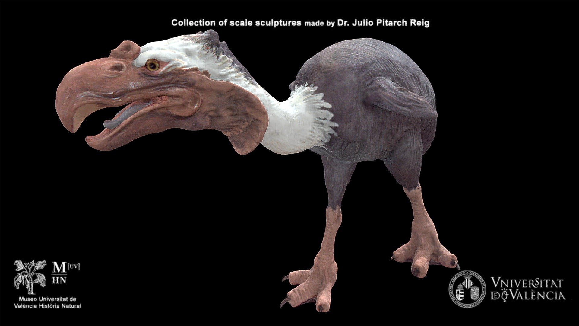 Phorusrhacos longissimus (Terror bird)