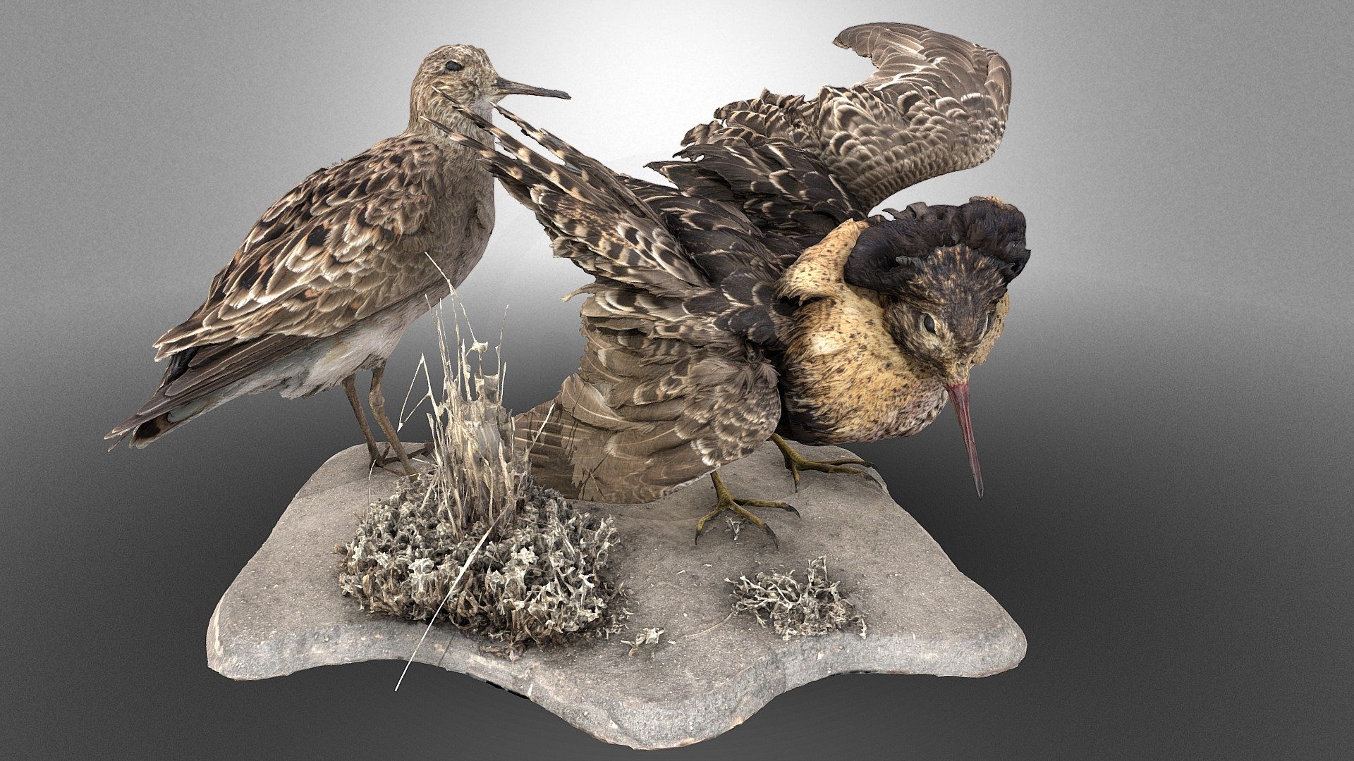 Lekking ruffs