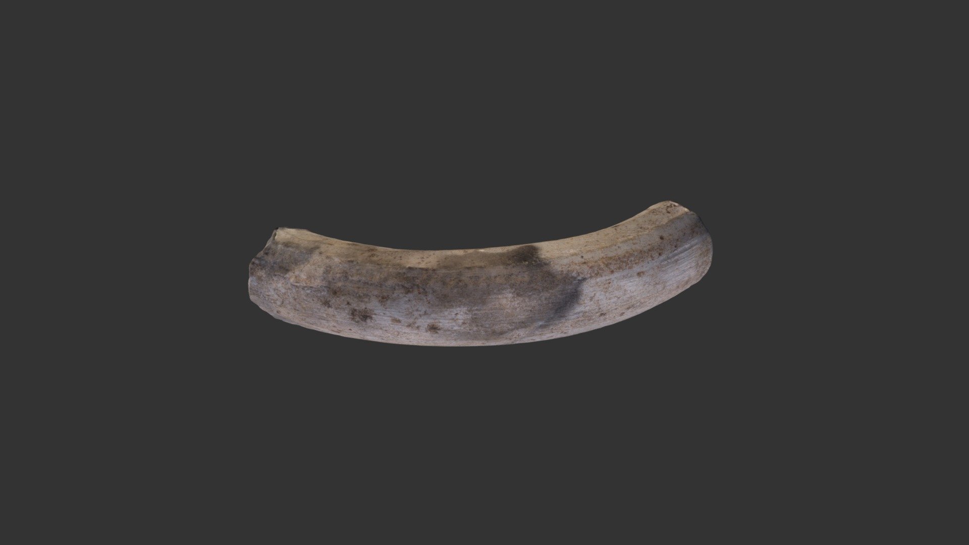 Fragment of coiled ceramic horn