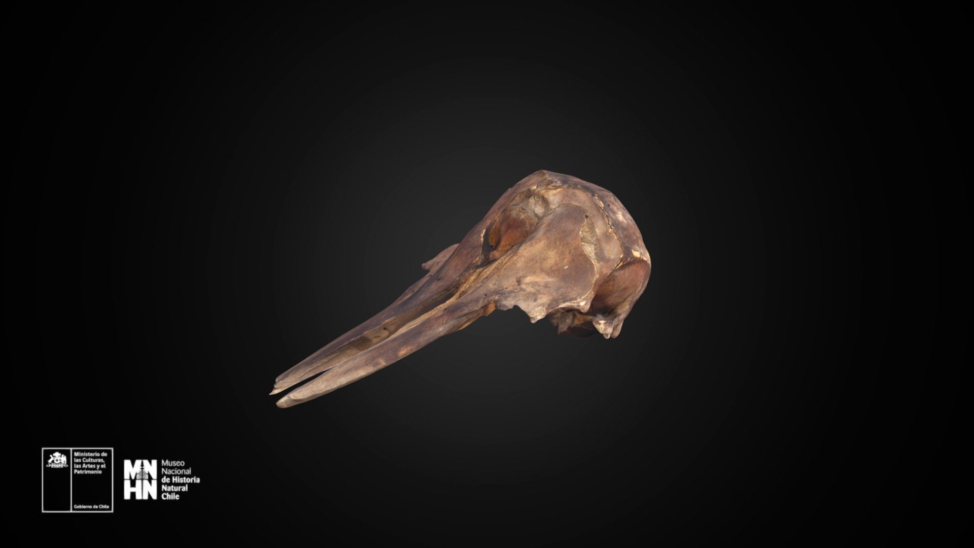 Cephalorhynchus eutropia 593