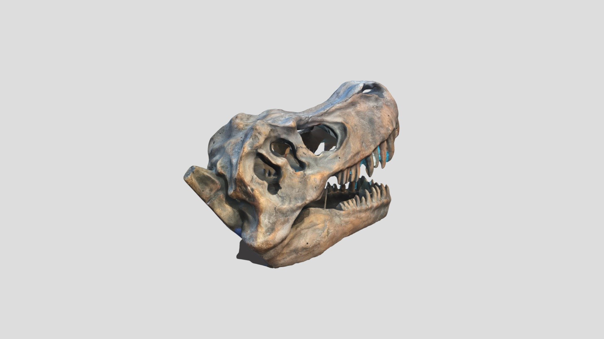 Dinosaur Skull - Brian