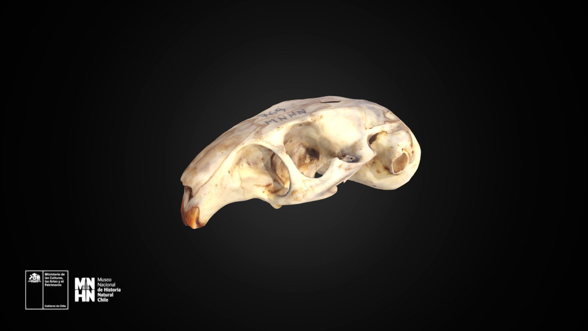 Ctenomys fulvus 769